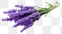 PNG Lavender flower plant  