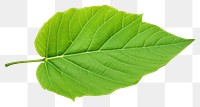 PNG Leaf plant tree white background. AI generated Image by rawpixel.