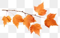 PNG Autumn tree leaves plant maple