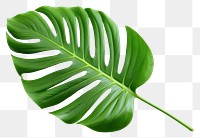 PNG Leaf plant xanthosoma. 