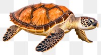 PNG Sea turtle reptile animal  