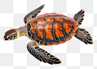 PNG Sea turtle reptile animal  