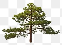PNG Pine tree plant white background tranquility. AI generated Image by rawpixel.
