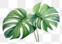 PNG  Monstera plant leaf white background. AI generated Image by rawpixel.