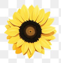 PNG Sunflower plant inflorescence asteraceae. AI generated Image by rawpixel.