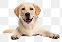 PNG Labrador Retriever dog pet animal. AI generated Image by rawpixel.