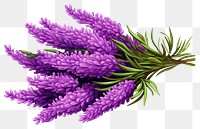 PNG Lavender flower purple plant. 