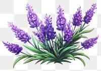 PNG Lavender flower purple plant. 