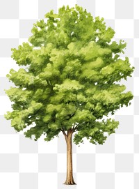 PNG  Big tree plant white background sunlight. AI generated Image by rawpixel.