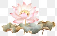 PNG Chinese lotus flower petal plant