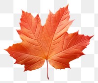PNG  Autumn leave leaves maple plant. AI generated Image by rawpixel.