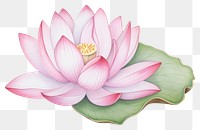 PNG  Lotus flower petal plant lily. 