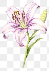 PNG  Lily flower blossom drawing plant. AI generated Image by rawpixel.
