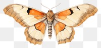 PNG Moth butterfly animal insect. AI generated Image by rawpixel.