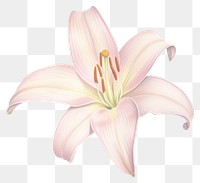 PNG  Lily flower plant white background inflorescence. 