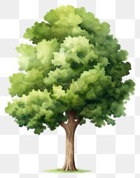 PNG  Big tree plant white background tranquility. AI generated Image by rawpixel.