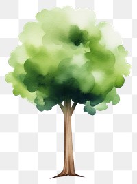 PNG  Big tree outdoors plant white background. AI generated Image by rawpixel.