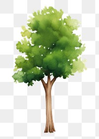 PNG  Big tree plant green white background. AI generated Image by rawpixel.