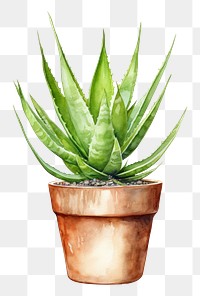 PNG  Plant aloe xanthorrhoeaceae houseplant. AI generated Image by rawpixel.