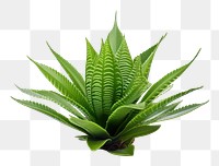 PNG  Plant leaf aloe xanthorrhoeaceae. AI generated Image by rawpixel.