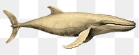 PNG Whale whale drawing animal. AI generated Image by rawpixel.