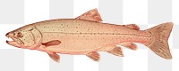 PNG Salmon drawing animal trout. AI generated Image by rawpixel.