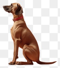 PNG  Dog animal mammal hound. AI generated Image by rawpixel.