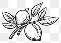 PNG Leaf drawing sketch plant. AI generated Image by rawpixel.