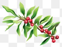 PNG  Mistletoe cherry plant leaf. AI generated Image by rawpixel.