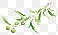 PNG Mistletoe plant food leaf. AI generated Image by rawpixel.