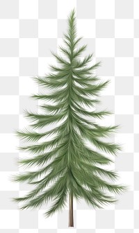 PNG Pine tree. AI generated Image by rawpixel.