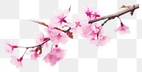 PNG Cherry blossom branch. AI generated Image by rawpixel.