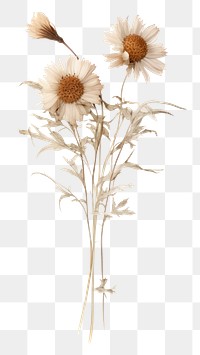 PNG  Dried flower plant white white background. 