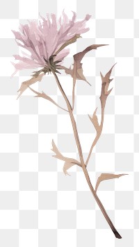 PNG  Dried flower drawing sketch plant. AI generated Image by rawpixel.