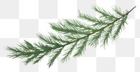 PNG  Pine leaves plant tree fir