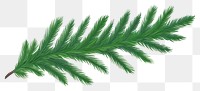 PNG  Pine leaves plant leaf fern. AI generated Image by rawpixel.