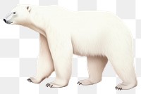 PNG  Polar bear wildlife mammal animal. AI generated Image by rawpixel.