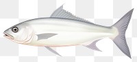 PNG  Sellfish seafood animal white background. AI generated Image by rawpixel.