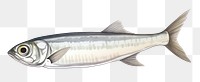 PNG  Tinned sardine fish seafood animal white background. AI generated Image by rawpixel.