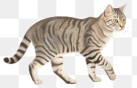 PNG  Cat animal mammal pet. AI generated Image by rawpixel.