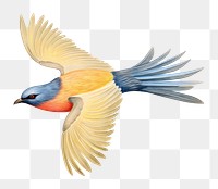 PNG Flying bird. 