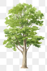 PNG Tree
