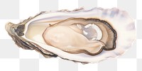 PNG  Oyster seafood clam white background invertebrate. AI generated Image by rawpixel.