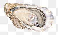 PNG  Oyster seafood drawing clam white background. 