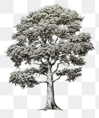 PNG  Tree sketch drawing plant. AI generated Image by rawpixel.