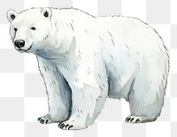 PNG Chubby polar bear wildlife cartoon mammal. 