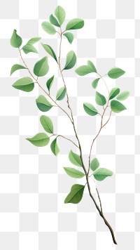 PNG  Branch plant herbs leaf. AI generated Image by rawpixel.