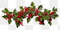 PNG Holly Garland holly plant leaf