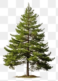 PNG Plant tree pine fir. 