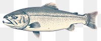PNG Salmon fish animal trout underwater. AI generated Image by rawpixel.